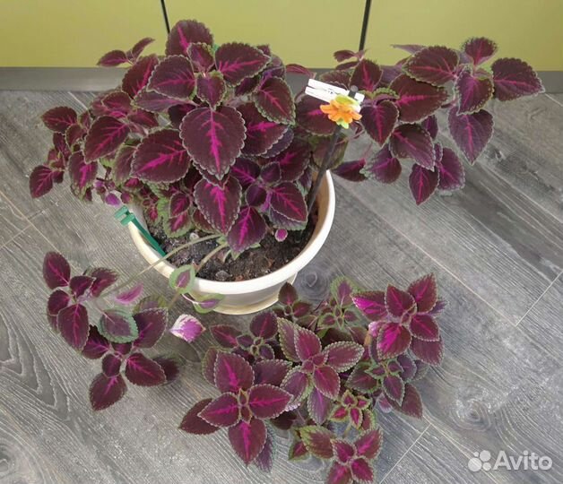 Цветок крапивка колеус