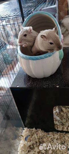 Монгольская песчанка