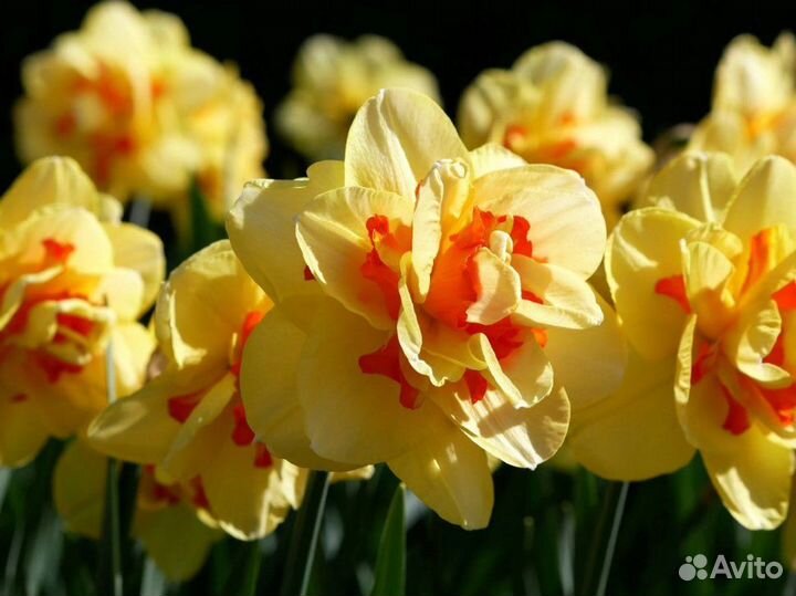 Нарцисс Таити 5 шт