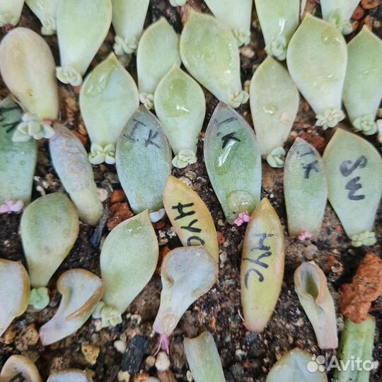 Суккуленты. Листовые черенки