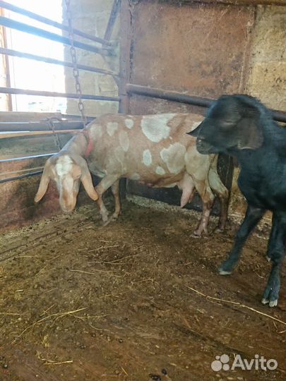 Нубийские козы