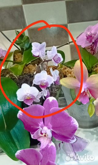 Орхидея фаленопсис