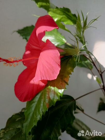 Гибискус Купера 