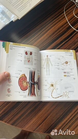 Китайско- русский визуальный мини словарь