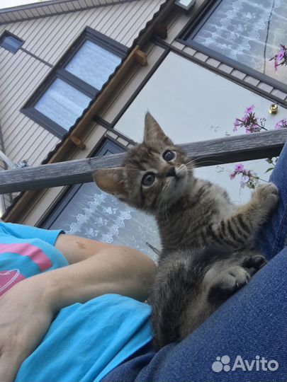 Ищем дом/семью Виктору Ивановичу