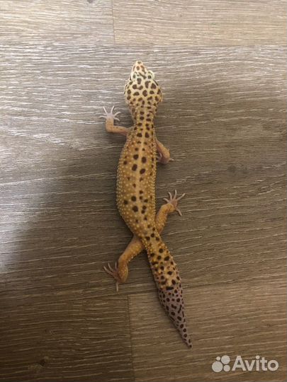 Геккон эублефар самка