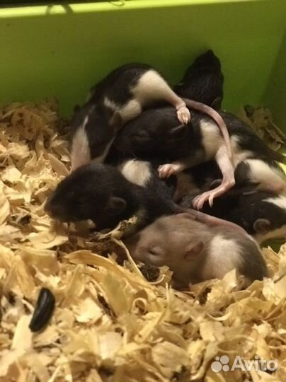 Крысята крысы