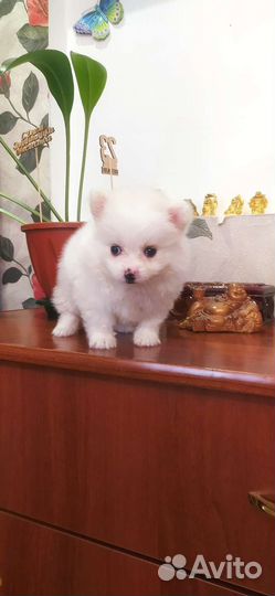 Щенки шпица