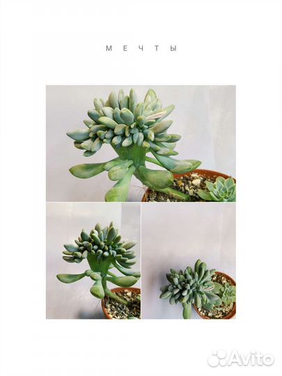 Суккуленты: Эхеверии, каланхоэ, граптопеталум