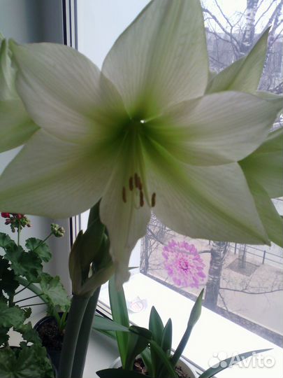 Амариллис (Германия), белый крупно-цветковый
