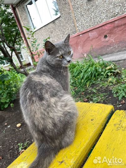 Очень милая кошечка