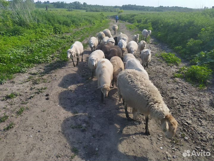 Овцы бараны ягнята