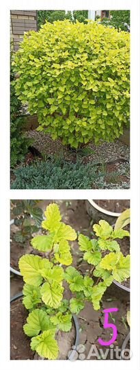 Многолетники для сада ч. 3