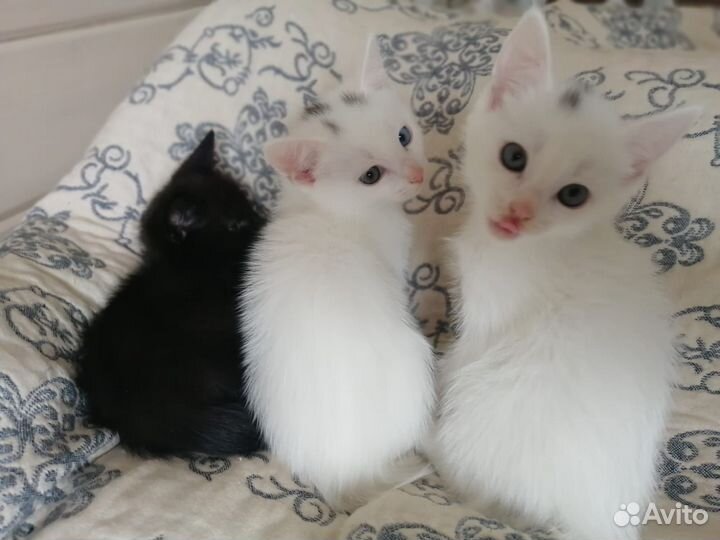 Котята турецкой ангоры