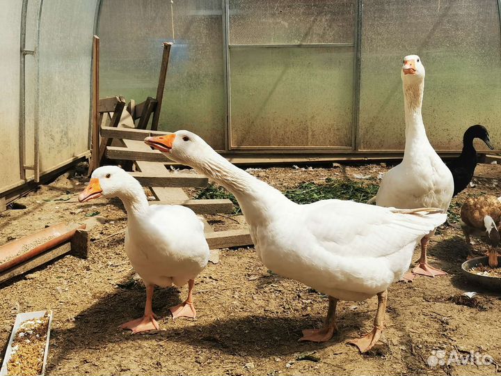 Гуси датский легард