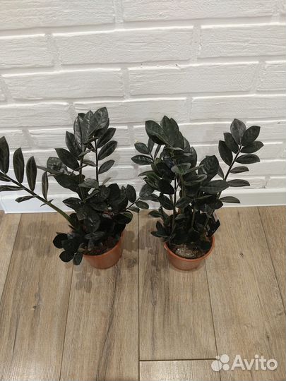 Замиокулькас черный равен комнатные растения цветы