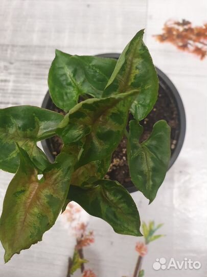 Сингониум кристмас