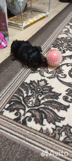 Йоркширский терьер