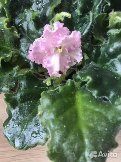 Фиалка махровая