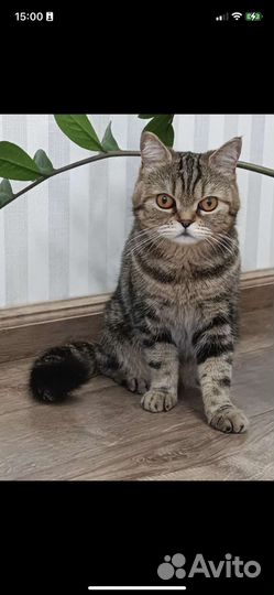 Кошка британка
