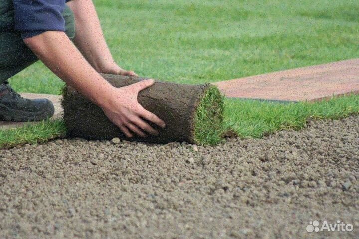 Рулонный газон