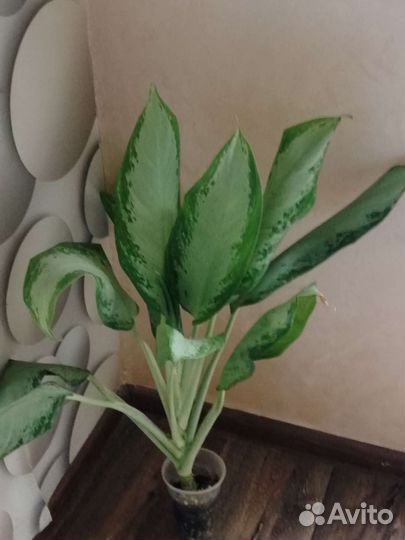 Диффенбахия, аглаонема