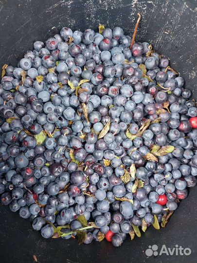 Принимаю заказы на чернику