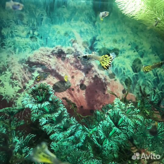 Леопардовые рыбки гуппи