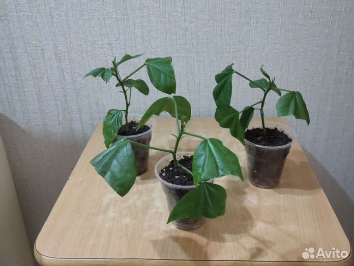 Гибискус красный махровый