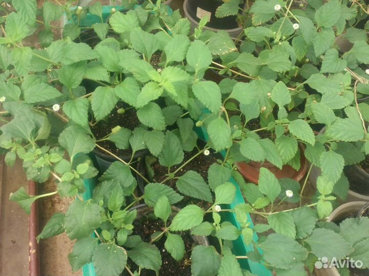 Липпия сахарная