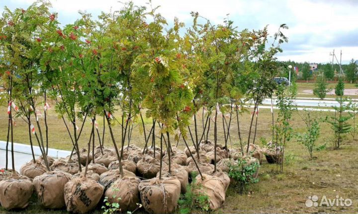 Саженцы рябины Гранатная