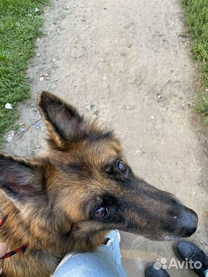 Передержка животных под ветеринарным контролем