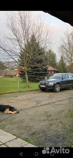 Ель голубая