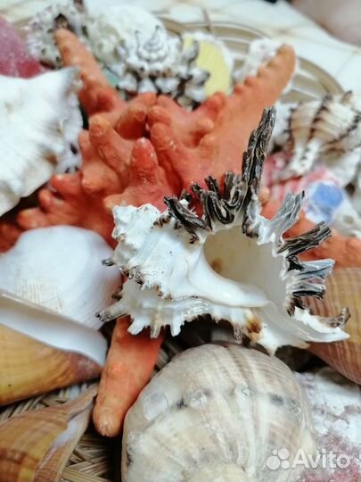 Морские ракушки раковины