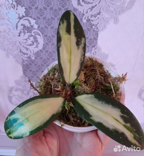Verticillata variegata