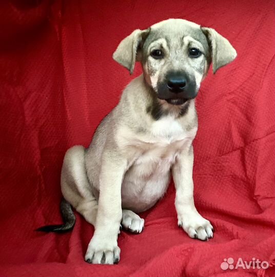 Щенки в добрые руки