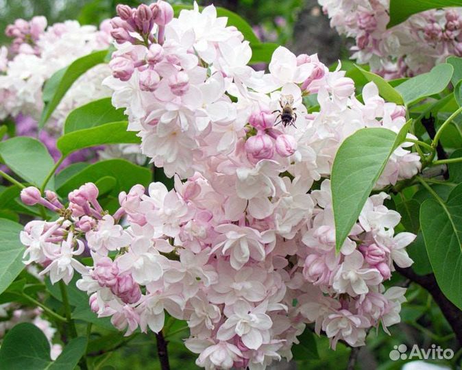 Сирень Красавица Москвы, штамб