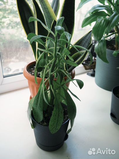 Синадениум рубра