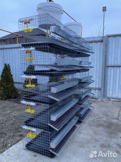 Клетки для перепелов