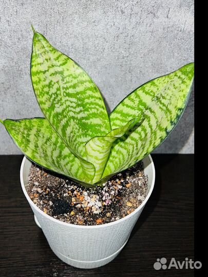 Сансевиерия ханни филиппин