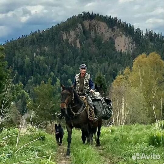 Лошади под вьюк, заброска на Тхач