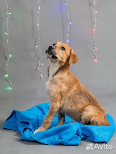 Щенок мальчик, собака в добрые руки