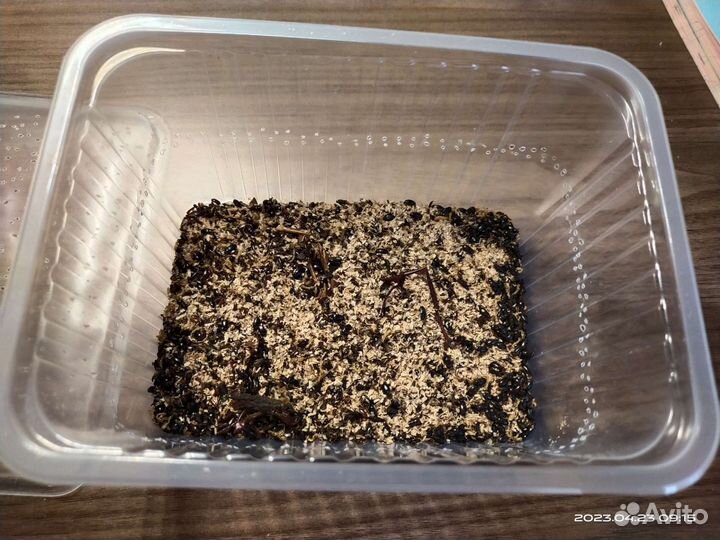 Жук знахарь