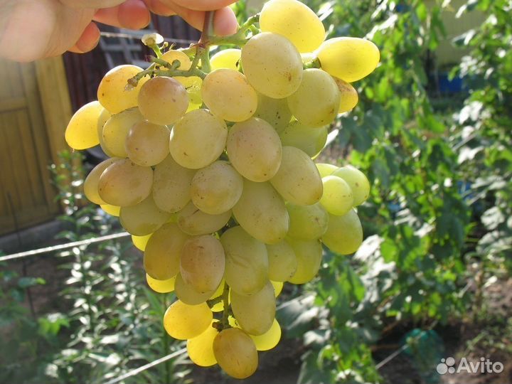 Коллекционные саженцы винограда