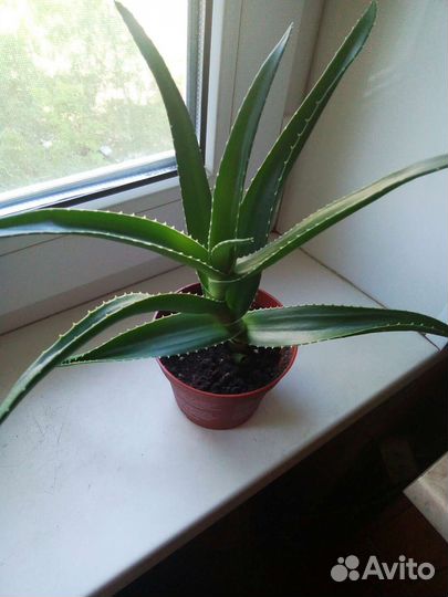 Алоэ,Опунция,Плекрантус