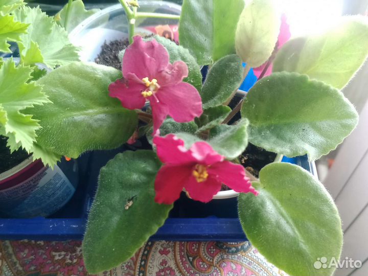 Сортовая Фиалка