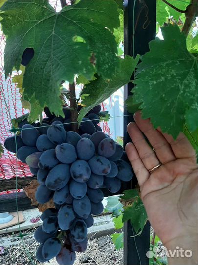 Виноград