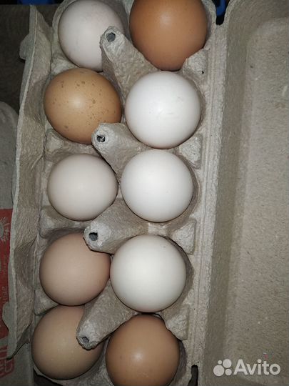 Инкубационное яйцо индюшат