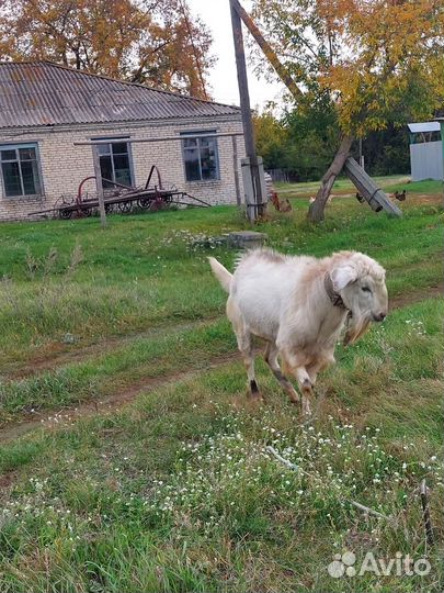 Англо нубийский козел