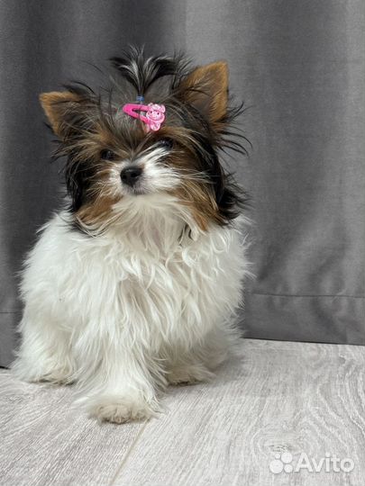 Девочка мини